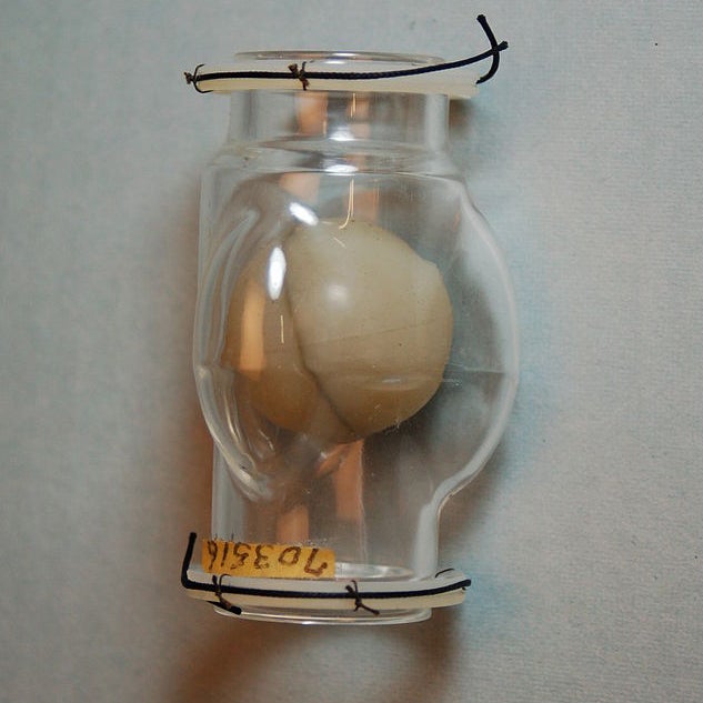 Artificial heart valve in a jar