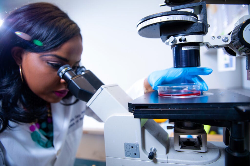 A researcher looks through a microscope at a petri dish