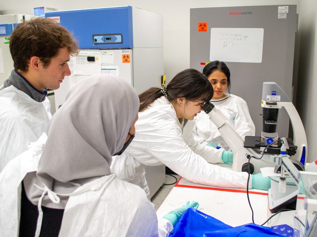 Students in the Catalfamo Lab use a microscope.